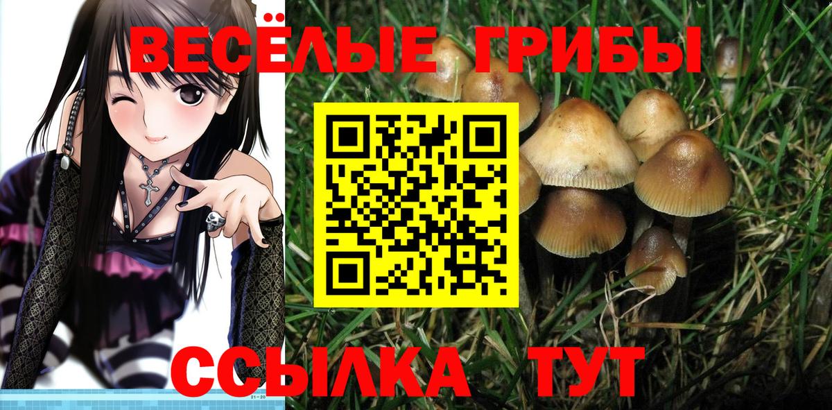 Галлюциногенные грибы Cubensis Кизляр